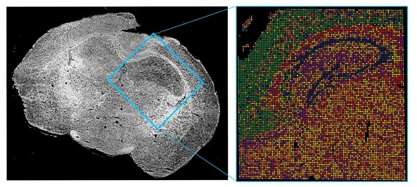 AtlasXomics and EpiCypher announce partnership to commercialize spatial epigenomics assays