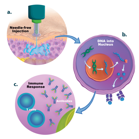 Review Highlights Growing Evidence That PharmaJet’s Precision Delivery Devices Improve Nucleic Acid Vaccine Performance