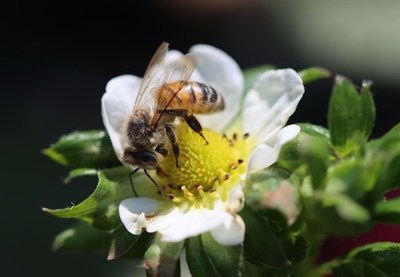 BEEFLOW & CAL POLY STRAWBERRY CENTER PARTNER FOR A STUDY ON STRAWBERRY POLLINATION THAT AIMS TO REDUCE FOOD WASTE BY UP TO ONE-THIRD