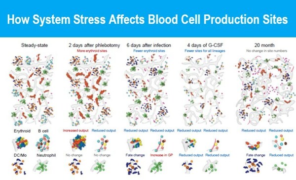 First Skeleton-Wide Study of Blood Cell Formation Yields Surprising Findings