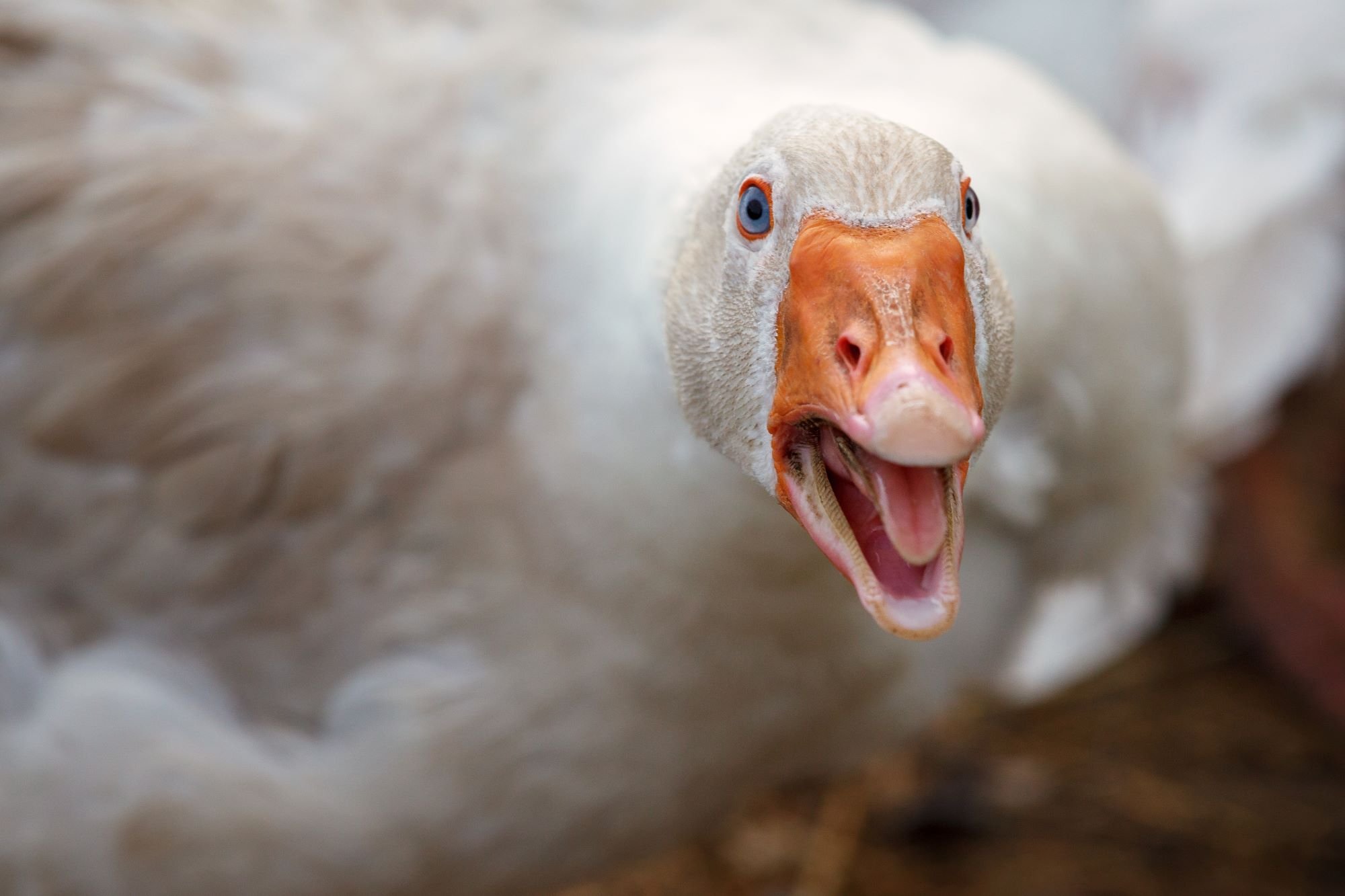 Former Alexion VP, 4 others find their 'goose' is cooked with SEC insider trading charges