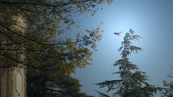 How to watch red-tailed hawk chicks hatch this Spring on Alameda Health System's hawk camera.