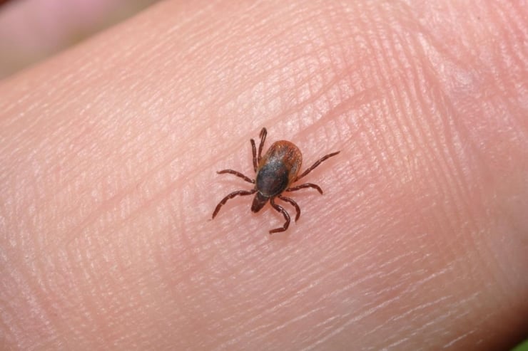 Pfizer cuts enrollment for Lyme disease trial after CRO debacle